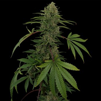 AUTO CRITICAL RAPIDO 3 SEMI AUTO FEMM BARNEY'S FARM
