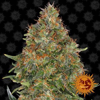 AUTO PINEAPPLE EXPRESS 5 semi femm Barney's Farm