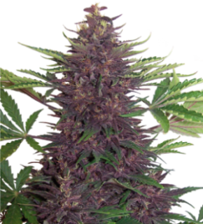 PURPLE KUSH AUTO 1 seme femm Buddha Seeds