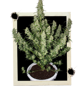 MAGNUM AUTO 1 seme femm Buddha Seeds