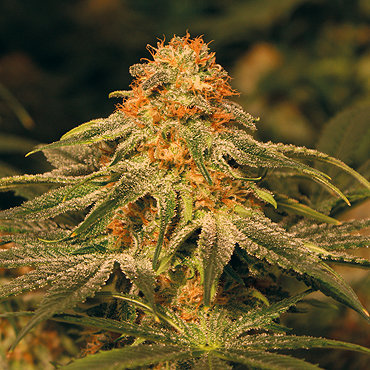 Vanilla_Kush1