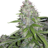 WHITE DWARF AUTO 1 seme femm Buddha Seeds Image