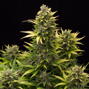 ORIGINAL AMNESIA AUTO 5 semi femm Dinafem Seeds - immagine 1