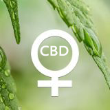 Semi CBD