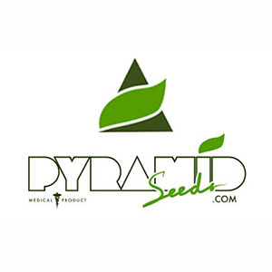 Pyramid Seeds Femminizzata 1 seme