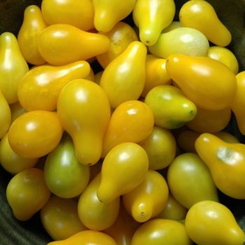 POMODORO PERINO GIALLO BIO 80 semi - Arcoiris - immagine 1