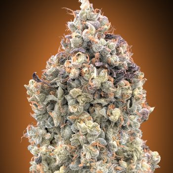 AUTO WATERMELON OG 1 seme femm Advanced Seeds