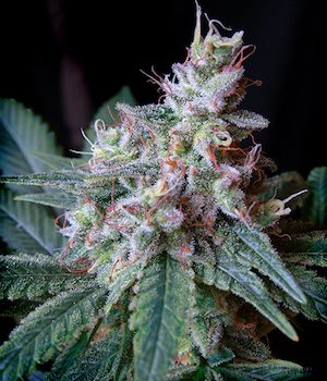 CREAM CARAMEL FAST VERSION 3 semi femm Sweet Seeds