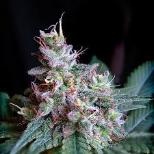 AUTO CREAM CARAMEL 3 semi femm Sweet Seeds