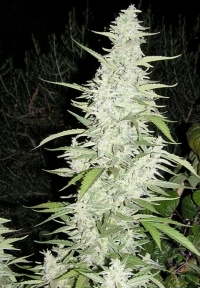 MAROC 10 semi femm Female Seeds