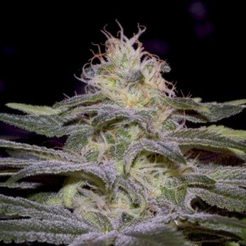 SENSI STAR 3 semi femm Paradise Seeds - immagine 1