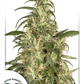 SKUNK#11 3 semi femm Dutch Passion