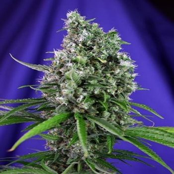AUTO SWEET TRAINWRECK 3 semi femm Sweet Seeds