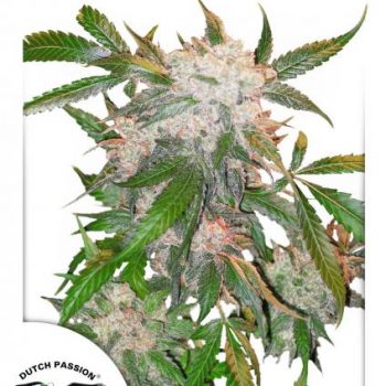 WHITE WIDOW 1 seme femm Dutch Passion