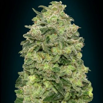 AUTO AFGHAN SKUNK 1 seme femm Advanced Seeds