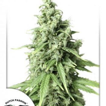 AUTO DURBAN POISON 7 semi femm Dutch Passion - immagine 1