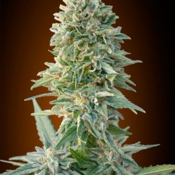 AUTO JACK HERER 1 seme femm Advanced Seeds