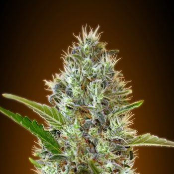 AUTO SOMANGO 1 seme femm Advanced Seeds