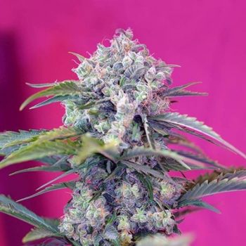 AUTO CREAM MANDARINE 3 semi femm Sweet Seeds