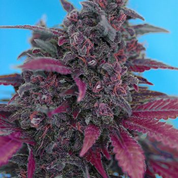 AUTO DARK DEVIL 3 semi femm Sweet Seeds