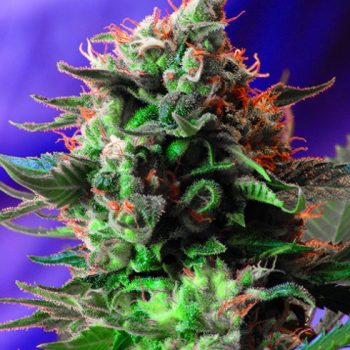 JACK 47 3 semi femm Sweet Seeds