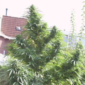 EASY SATIVA 10 semi femm Female Seeds