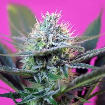 + SPEED AUTO 5 semi femm Sweet Seeds