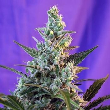 AUTO SWEET SKUNK 3 semi femm Sweet Seeds
