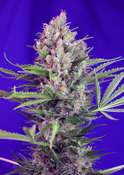 CREAM MANDARINE FAST VERSION 3 semi femm Sweet Seeds