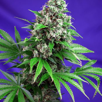 KILLER KUSH FAST VERSION 3 semi femm Sweet Seeds