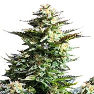 AMNESIA HAZE 1 semi femm Royal Queen seeds