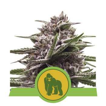 ROYAL GORILLA AUTO 1 seme femm Royal Queen seeds