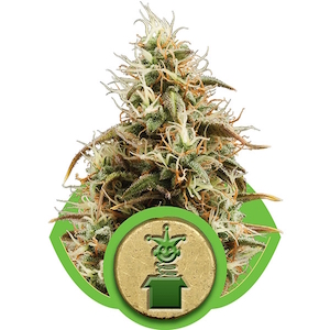 ROYAL JACK AUTO 1 seme femm Royal Queen seeds