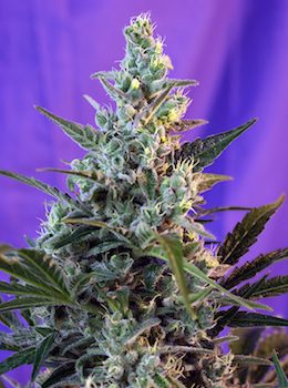 SWEET SKUNK FAST VERSION 5 semi femm Sweet Seeds
