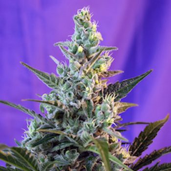 Sweet Skunk Fast Version 800
