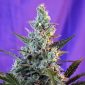 Sweet Skunk Fast Version 800