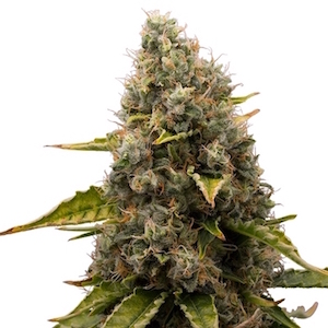 WHITE WIDOW 1 semi femm Royal Queen seeds
