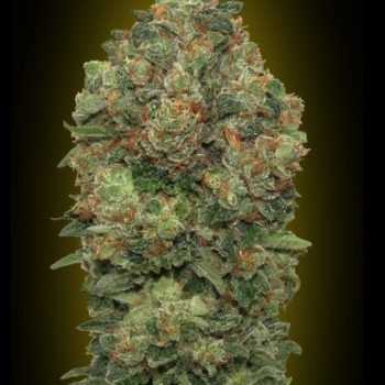 AUTO CRITICAL SOMA 1 seme femm Advanced Seeds
