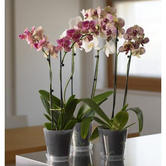 Vaso e sottovaso per orchidee S colore verde