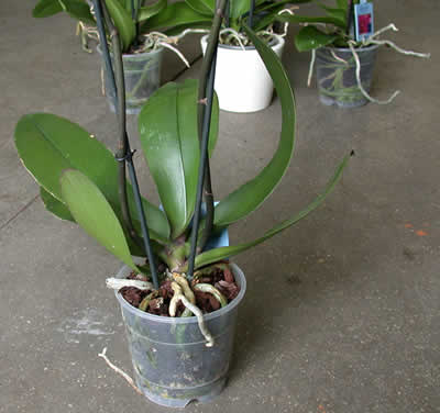 6 Vasi Trasparenti In Plastica Per Orchidee | Diametro 15 Cm E Altezza 14 Cm - Ideali Per Coltivazione - Foto 2