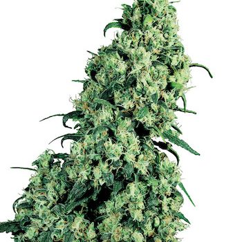 SKUNK #1 10 semi reg. Sensi Seeds