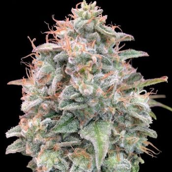 AUTO BANANA COOKIES 1 seme femm Advanced Seeds