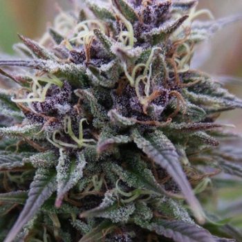 PURPLE MAROC 10 semi femm Female Seeds