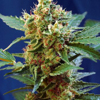 AUTO CREAM MANDARINE XL 3 semi femm Sweet Seeds