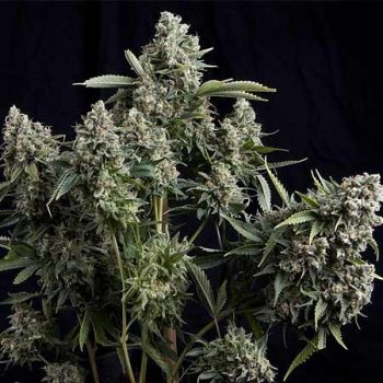 TUTANKAMON 1 seme femm Pyramid Seeds - immagine 1