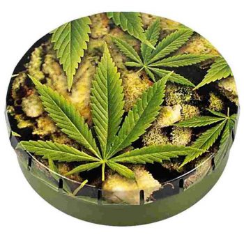 SCATOLINA Click clack - Bud