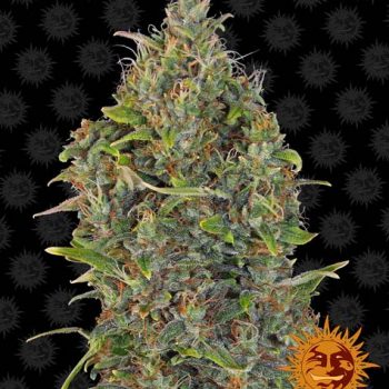AUTO CRITICAL KUSH 1 seme femm  Barney's Farm