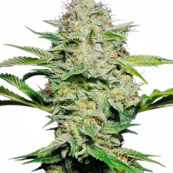 SENSI SKUNK AUTO 5 semi femm Sensi Seeds