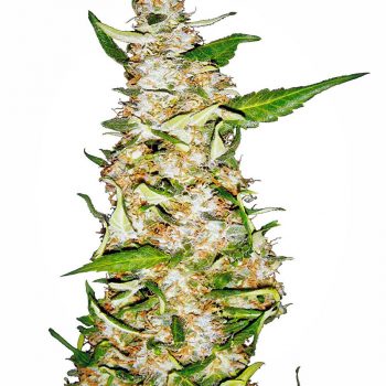 SKUNK#1 AUTO 1 seme femm Sensi Seeds