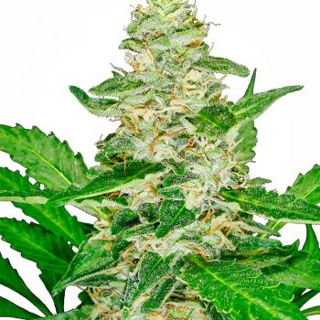 SUPER SKUNK AUTO 1 seme femm Sensi Seeds